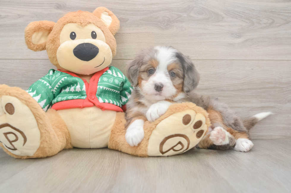 6 week old Mini Bernedoodle Puppy For Sale - Lone Star Pups