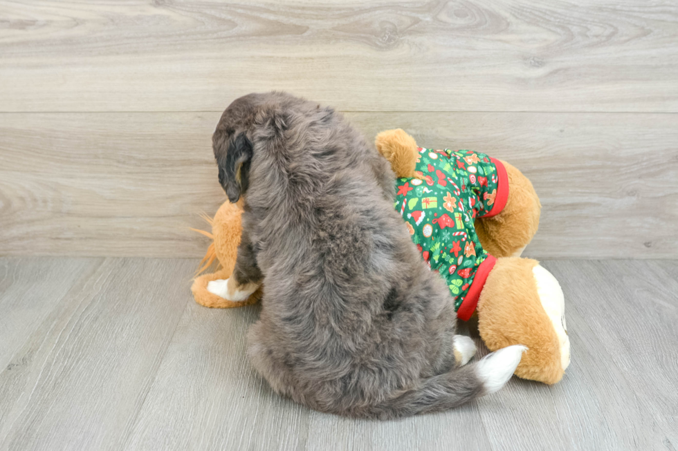 Little Mini Bernese Poodle Poodle Mix Puppy