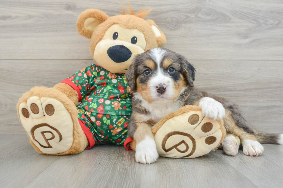 5 week old Mini Bernedoodle Puppy For Sale - Lone Star Pups