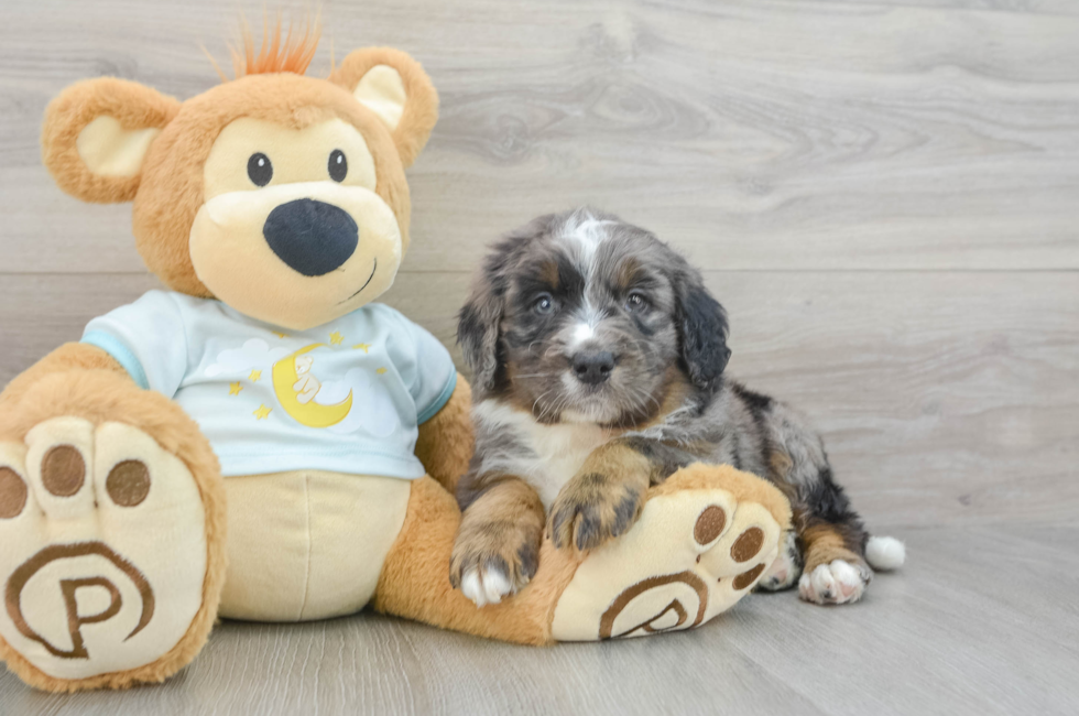 5 week old Mini Bernedoodle Puppy For Sale - Lone Star Pups