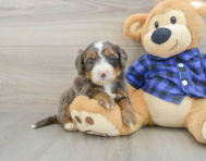 8 week old Mini Bernedoodle Puppy For Sale - Lone Star Pups