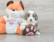 8 week old Mini Bernedoodle Puppy For Sale - Lone Star Pups