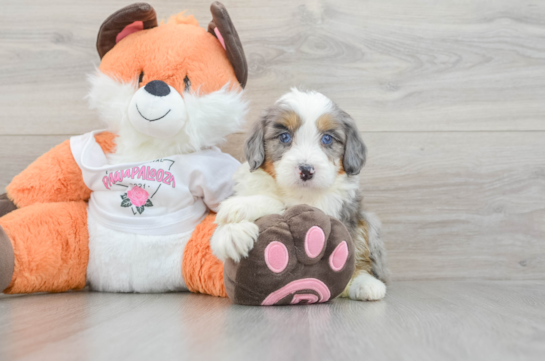 Adorable Mini Berniedoodle Poodle Mix Puppy