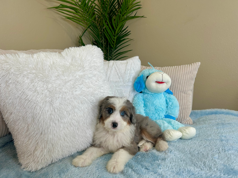 Best Mini Bernedoodle Baby