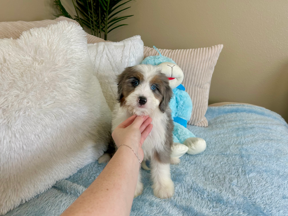 Mini Bernedoodle Pup Being Cute