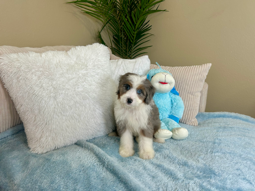 Cute Mini Bernedoodle Poodle Mix Pup