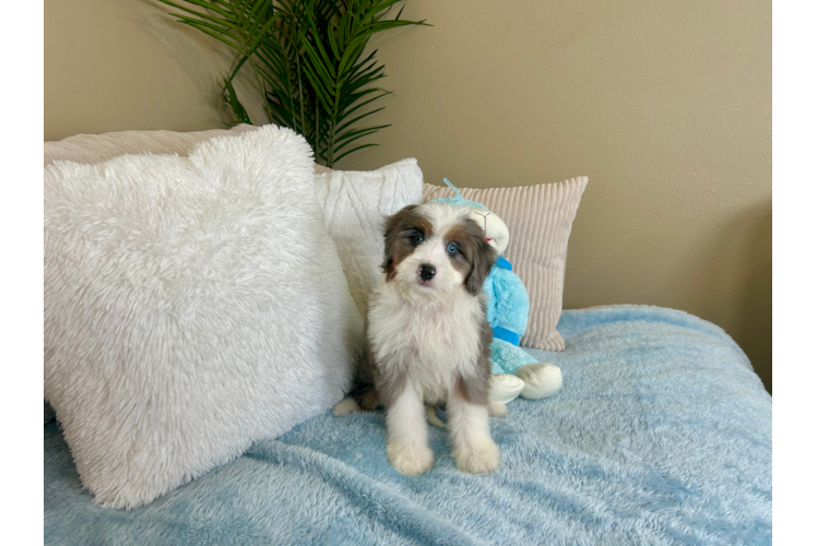 Cute Mini Berniedoodle Poodle Mix Puppy