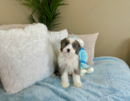 8 week old Mini Bernedoodle Puppy For Sale - Lone Star Pups
