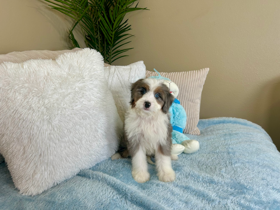 Cute Mini Berniedoodle Poodle Mix Puppy
