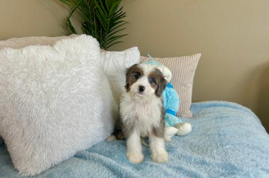 Cute Mini Berniedoodle Poodle Mix Puppy