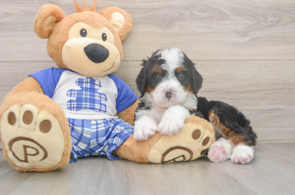 5 week old Mini Bernedoodle Puppy For Sale - Lone Star Pups