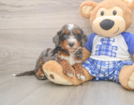 6 week old Mini Bernedoodle Puppy For Sale - Lone Star Pups