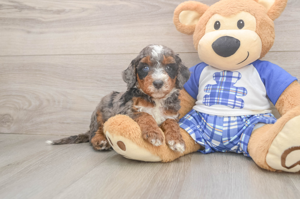 5 week old Mini Bernedoodle Puppy For Sale - Lone Star Pups