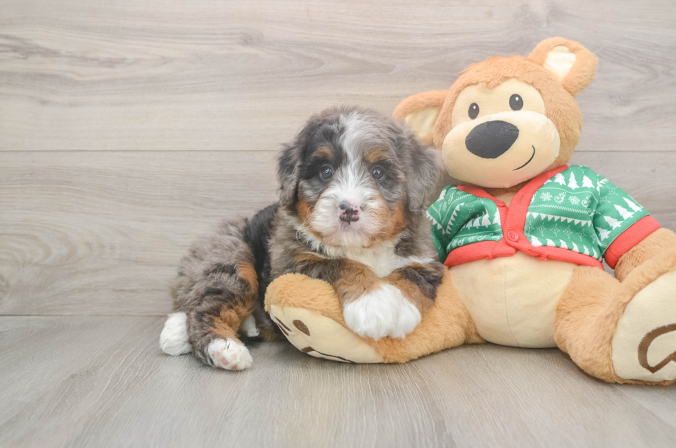 6 week old Mini Bernedoodle Puppy For Sale - Lone Star Pups