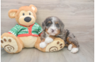 Small Mini Bernedoodle Baby