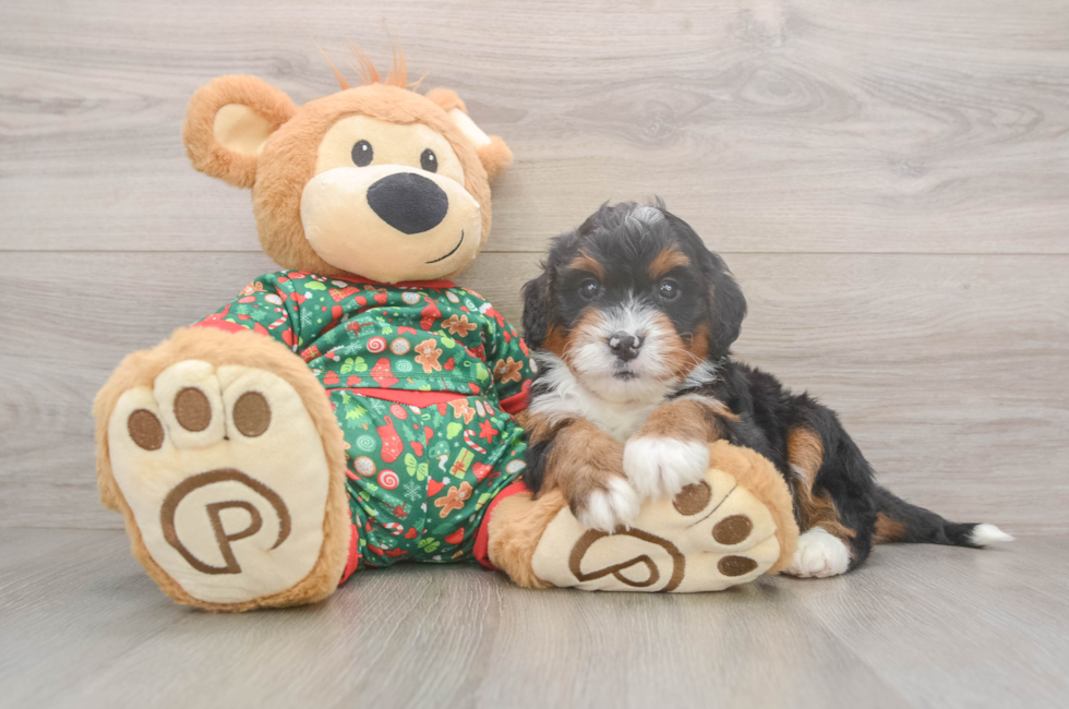 6 week old Mini Bernedoodle Puppy For Sale - Lone Star Pups