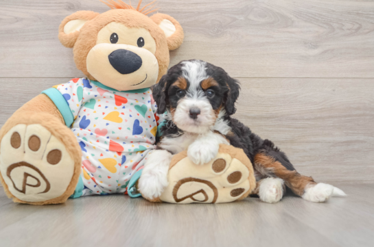 Best Mini Bernedoodle Baby