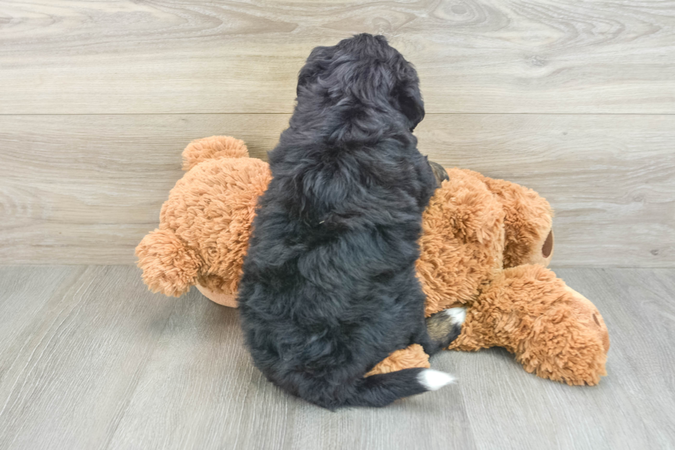 Energetic Mini Bernesepoo Poodle Mix Puppy