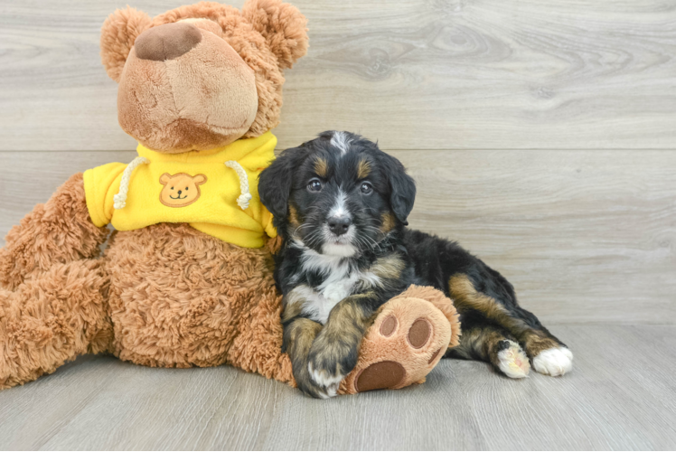 Sweet Mini Bernedoodle Baby