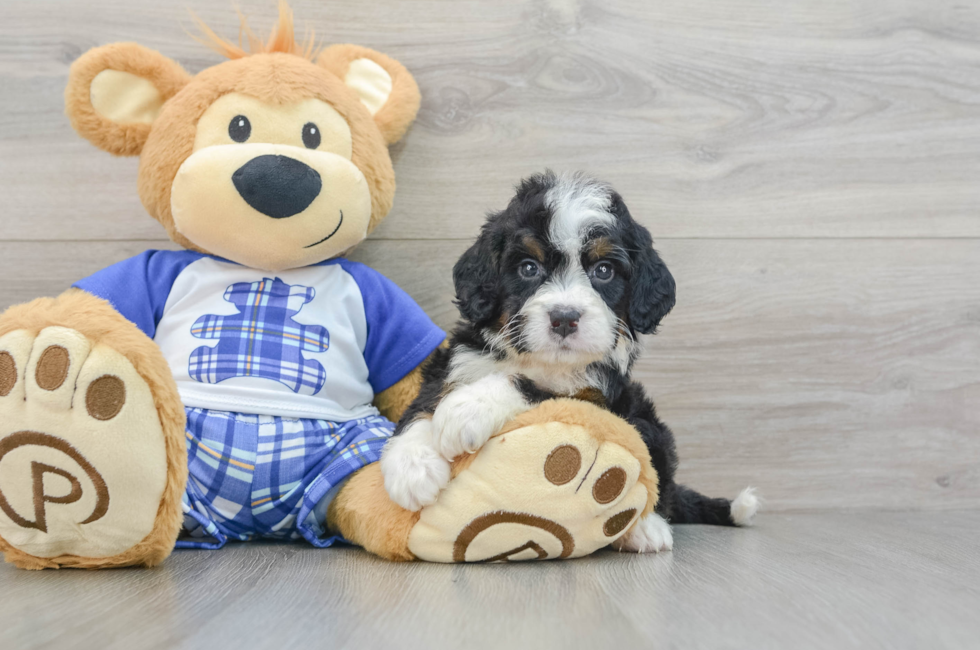 6 week old Mini Bernedoodle Puppy For Sale - Lone Star Pups