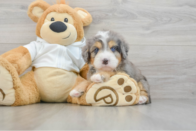Energetic Mini Berniedoodle Poodle Mix Puppy
