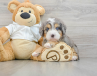 7 week old Mini Bernedoodle Puppy For Sale - Lone Star Pups