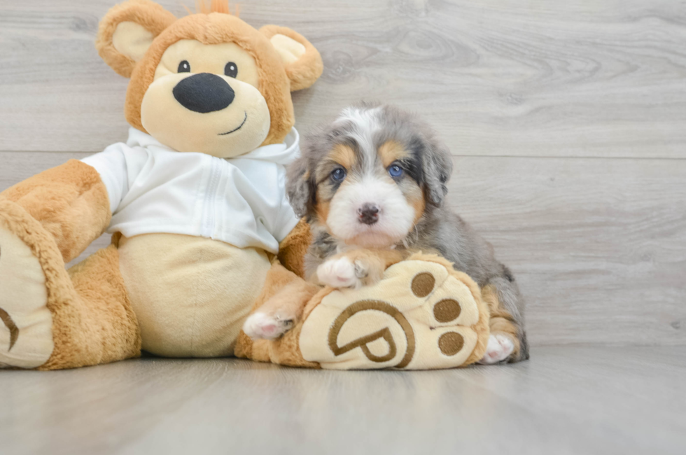 7 week old Mini Bernedoodle Puppy For Sale - Lone Star Pups