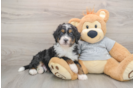 Best Mini Bernedoodle Baby
