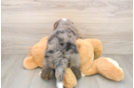Mini Bernedoodle Puppy for Adoption