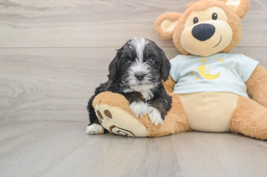 Best Mini Bernedoodle Baby