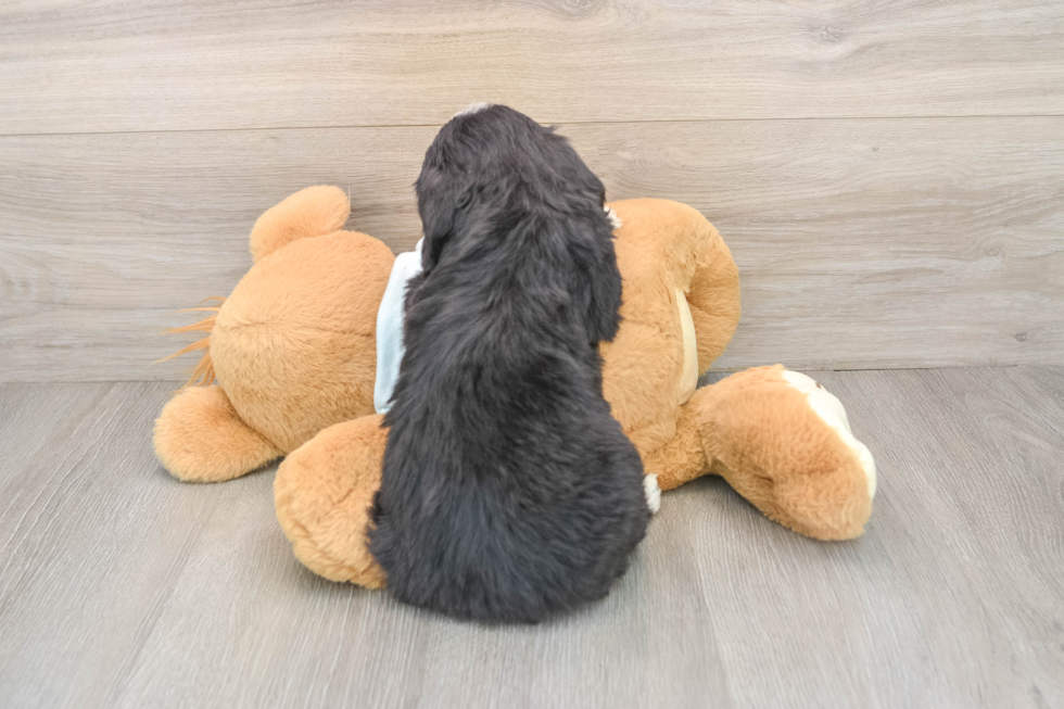 Mini Bernedoodle Puppy for Adoption