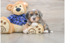 Mini Bernedoodle Puppy for Adoption
