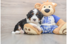 Petite Mini Bernedoodle Poodle Mix Pup