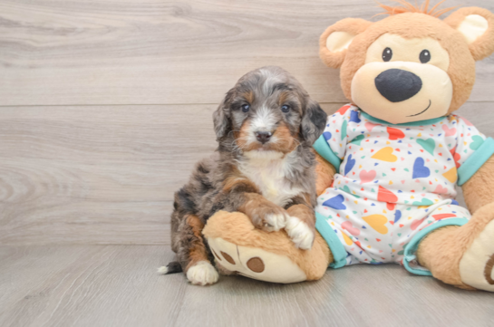 KABOOM, a Mini Bernedoodle littermate