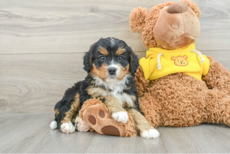 Sweet Mini Bernedoodle Baby