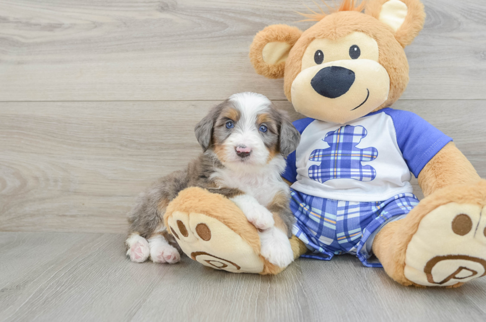 7 week old Mini Bernedoodle Puppy For Sale - Lone Star Pups