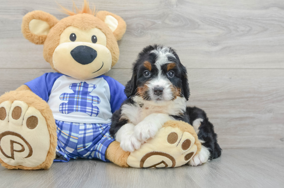 6 week old Mini Bernedoodle Puppy For Sale - Lone Star Pups