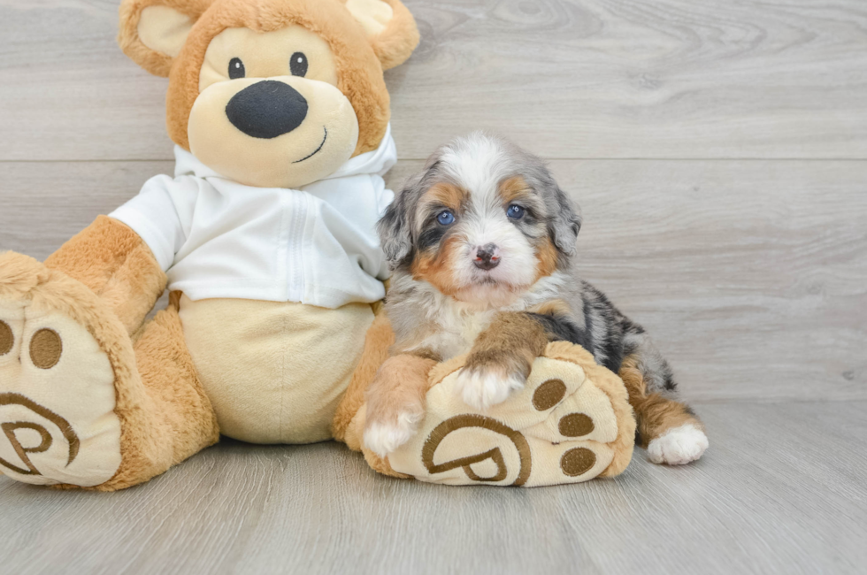 7 week old Mini Bernedoodle Puppy For Sale - Lone Star Pups