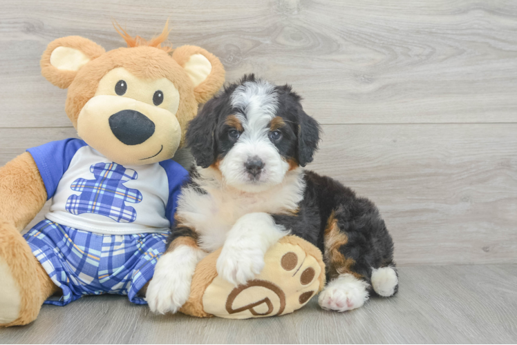 Popular Mini Bernedoodle Poodle Mix Pup