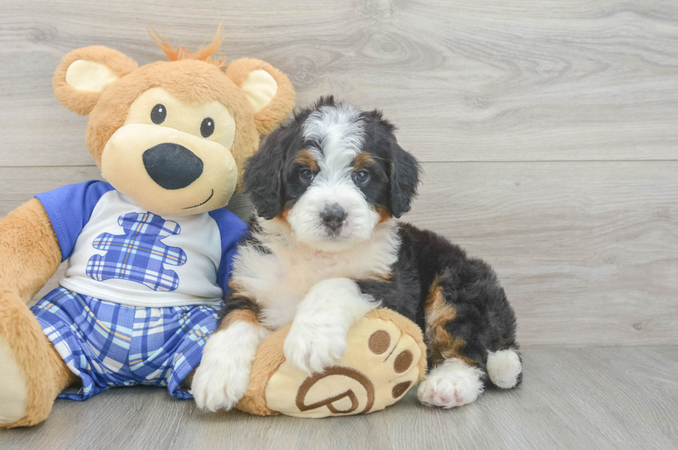 5 week old Mini Bernedoodle Puppy For Sale - Lone Star Pups