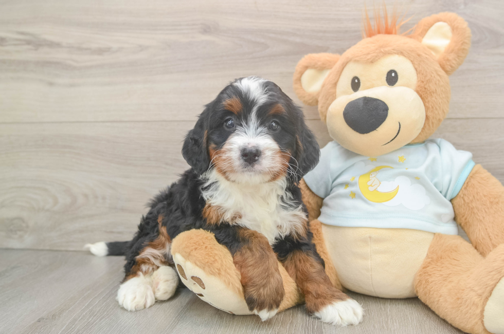 5 week old Mini Bernedoodle Puppy For Sale - Lone Star Pups
