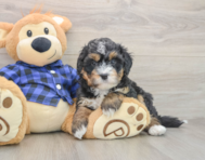 6 week old Mini Bernedoodle Puppy For Sale - Lone Star Pups