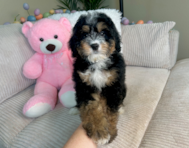 8 week old Mini Bernedoodle Puppy For Sale - Lone Star Pups