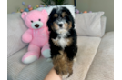 Cute Mini Bernadoodle Poodle Mix Puppy
