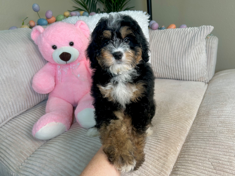 Cute Mini Bernadoodle Poodle Mix Puppy
