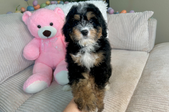 Cute Mini Bernadoodle Poodle Mix Puppy