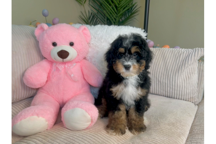 Best Mini Bernedoodle Baby