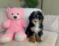 9 week old Mini Bernedoodle Puppy For Sale - Lone Star Pups