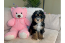 Best Mini Bernedoodle Baby