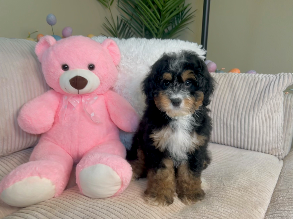 Best Mini Bernedoodle Baby